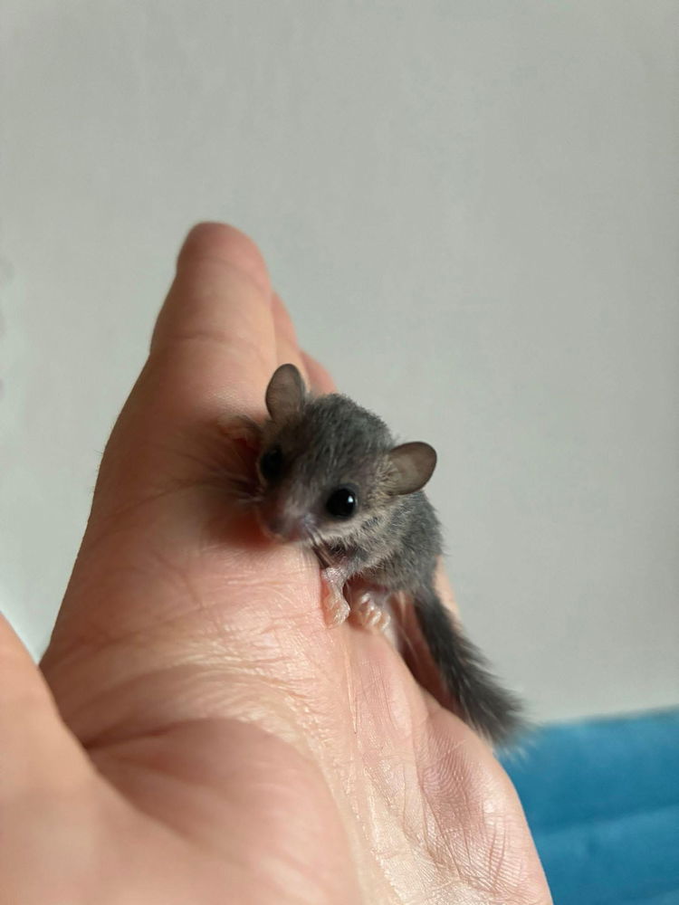 Miniplšík ❤️🐭🤭