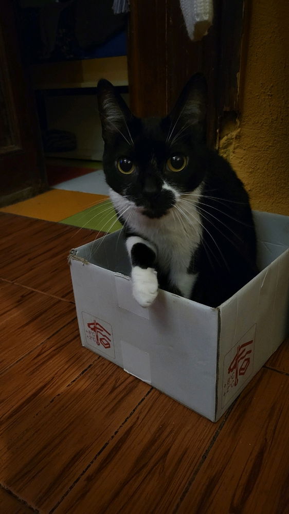 GUPPY!!!!! (Es medio feucha pero la amo)