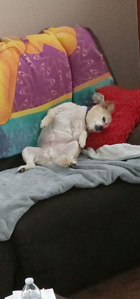 My dog