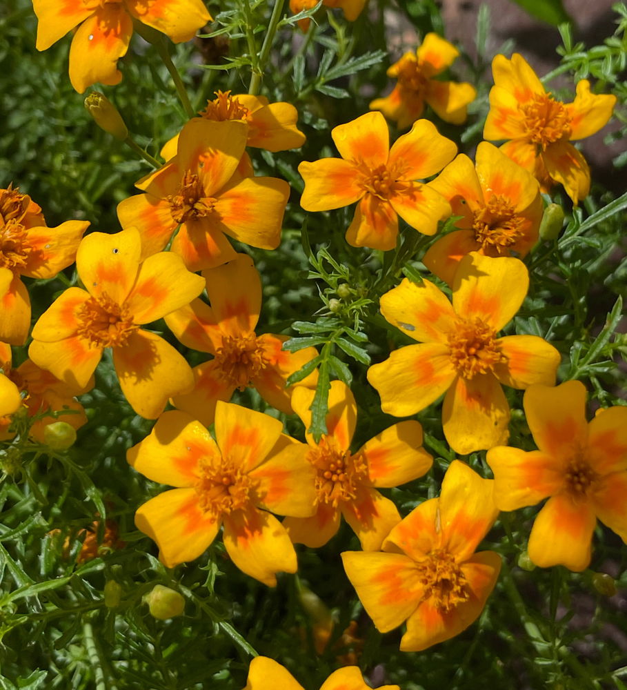 🌼🌼🌼