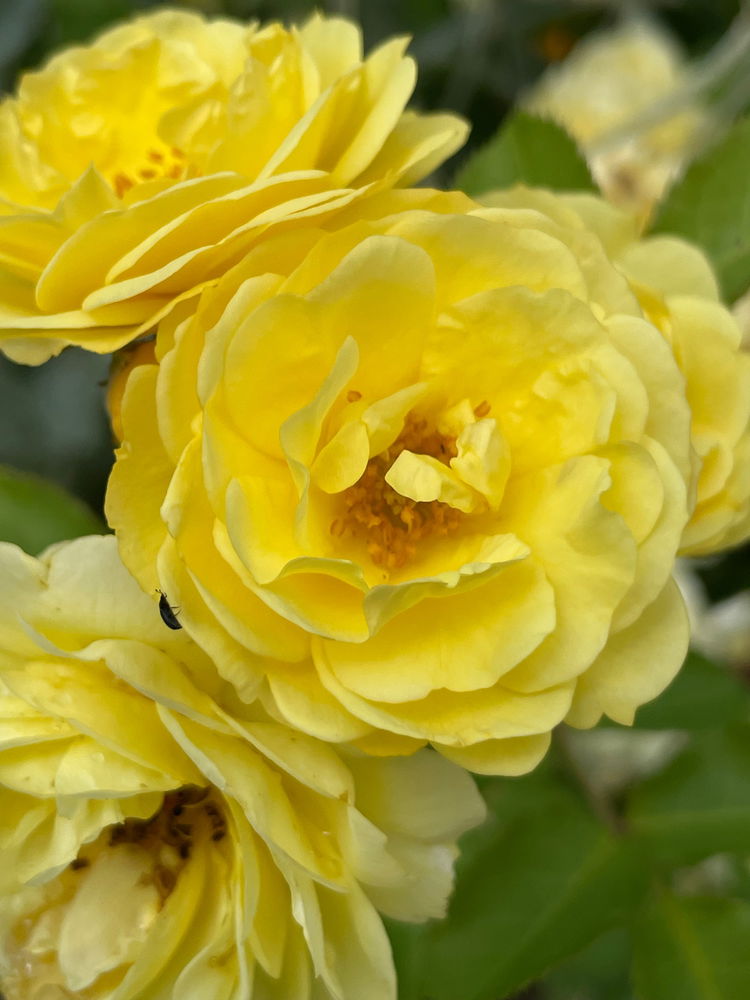 🌼🌼🌼