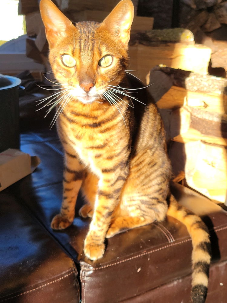 The King Of The Castle 👑