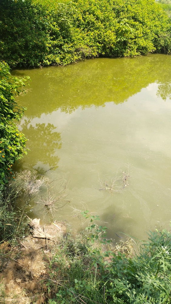 A pond