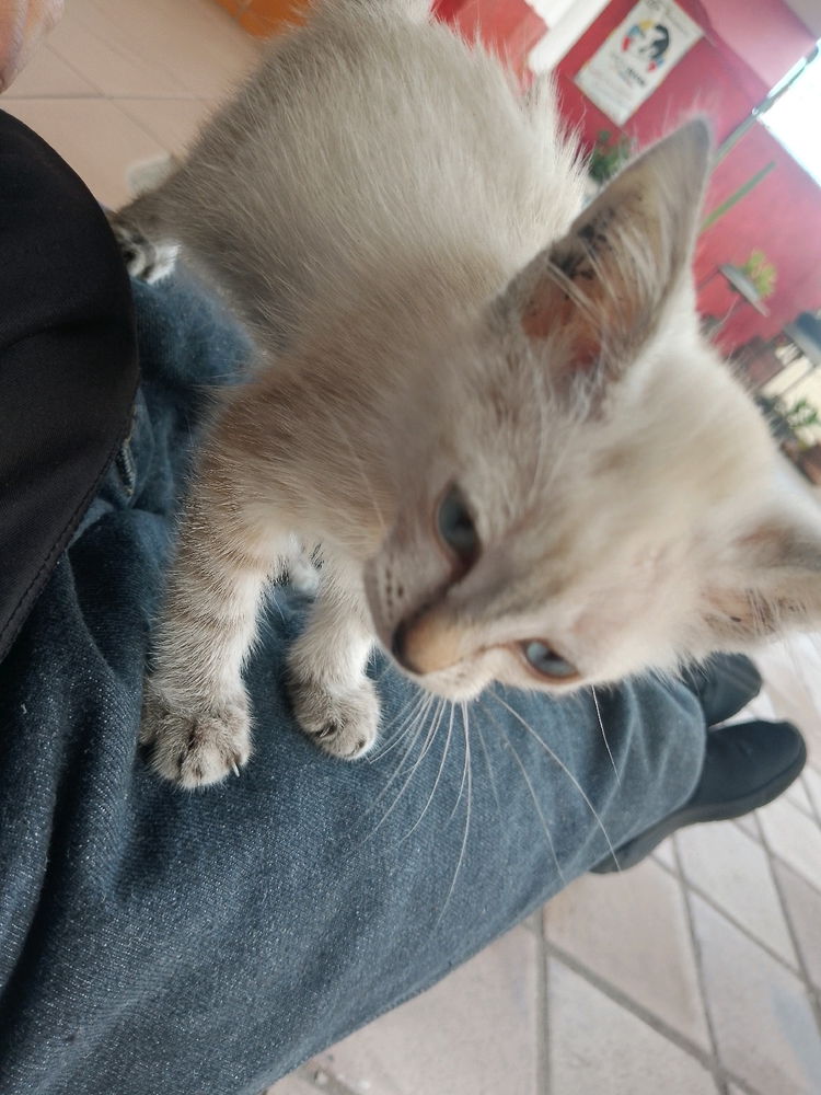 Encontré un gatito en la Universidad