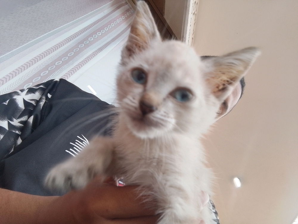 Encontré un gatito en la Universidad