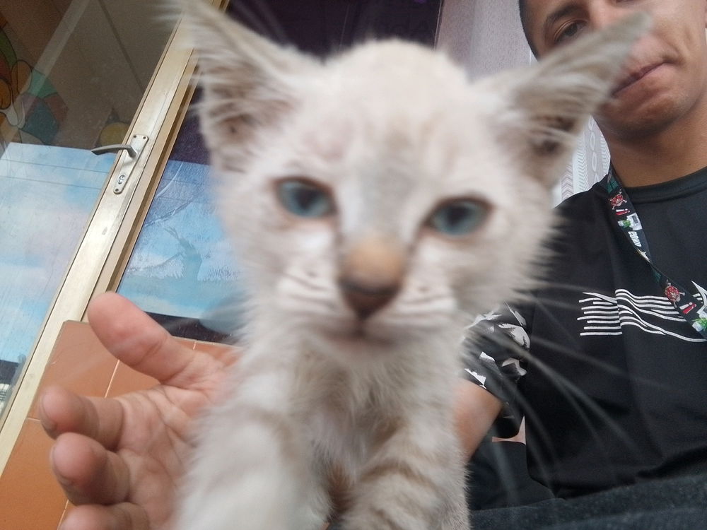 Encontré un gatito en la Universidad
