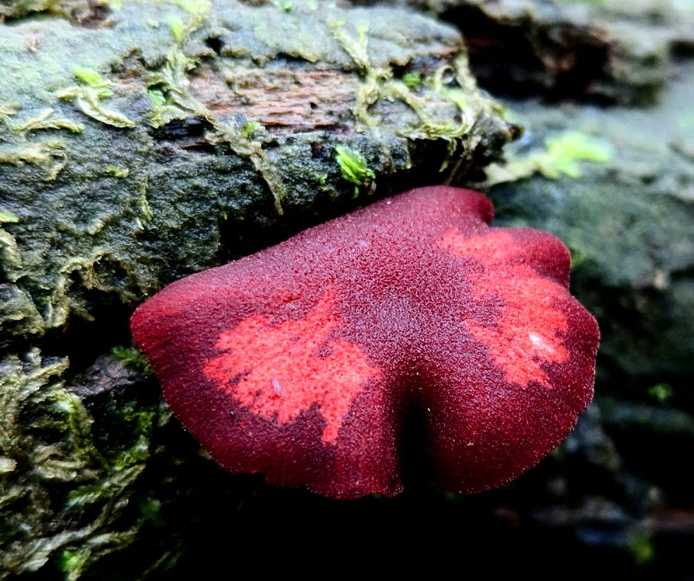 🍄