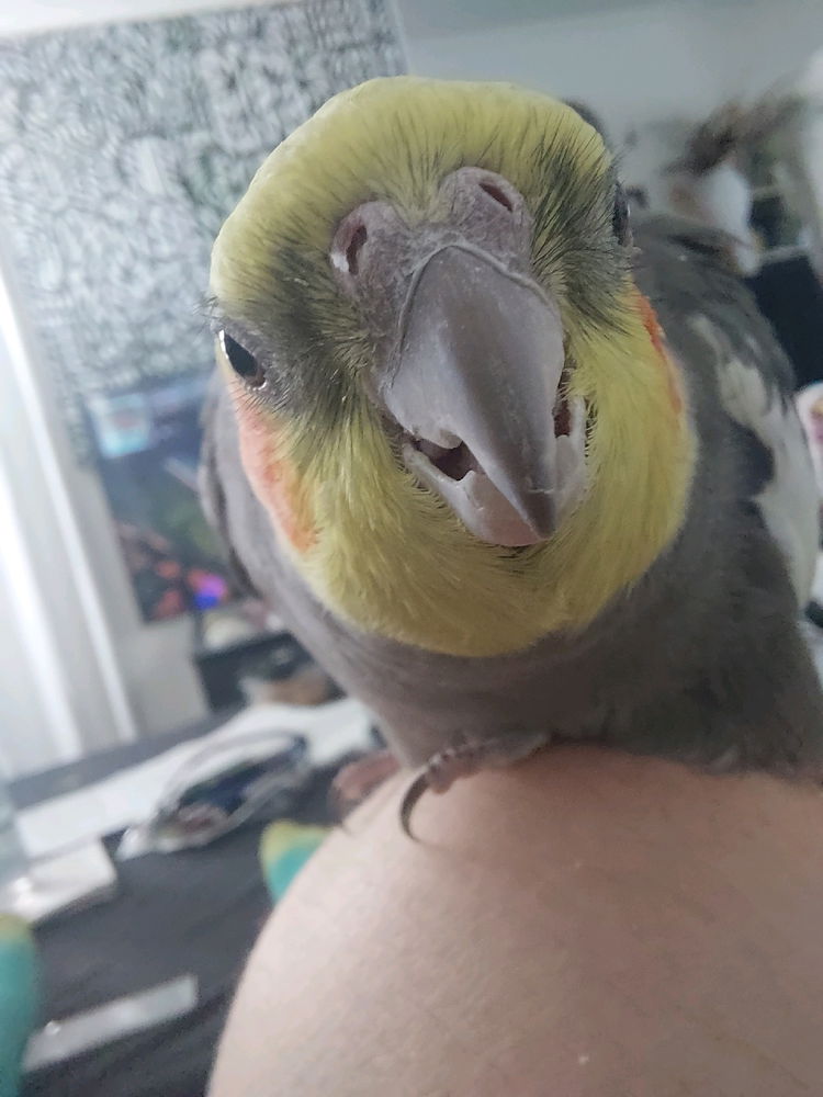 He sees your food. Share or else