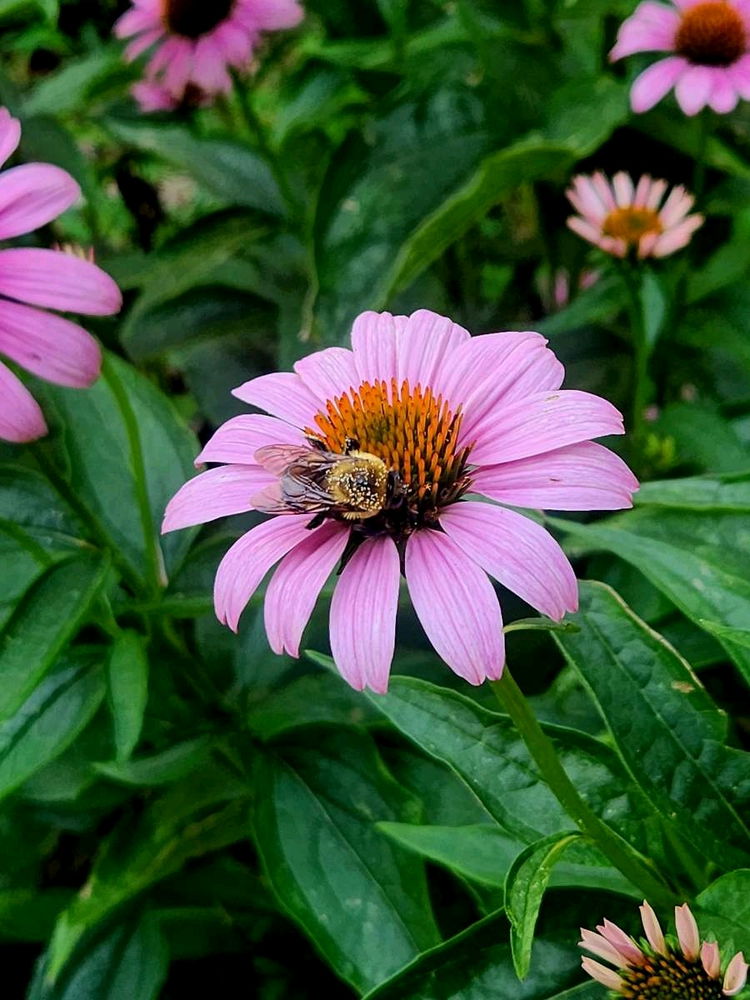 He's coated. 🥰✨️🐝🌼
