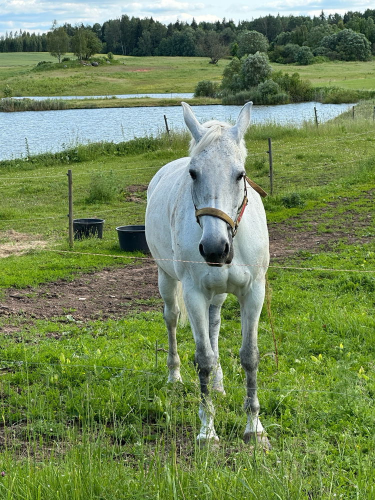 Quiet moments with countryside horses 🐴🍃🌤️✨💞😌