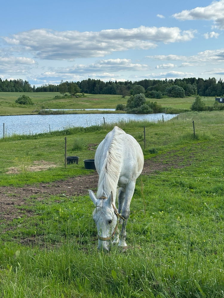 Quiet moments with countryside horses 🐴🍃🌤️✨💞😌
