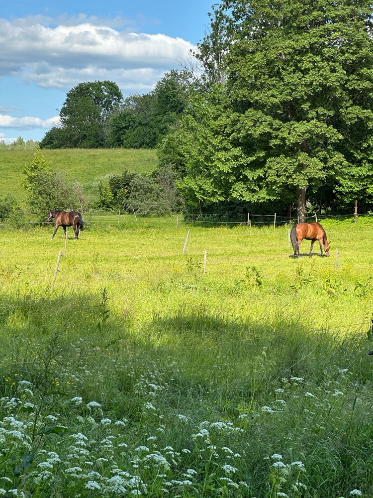 Quiet moments with countryside horses 🐴🍃🌤️✨💞😌
