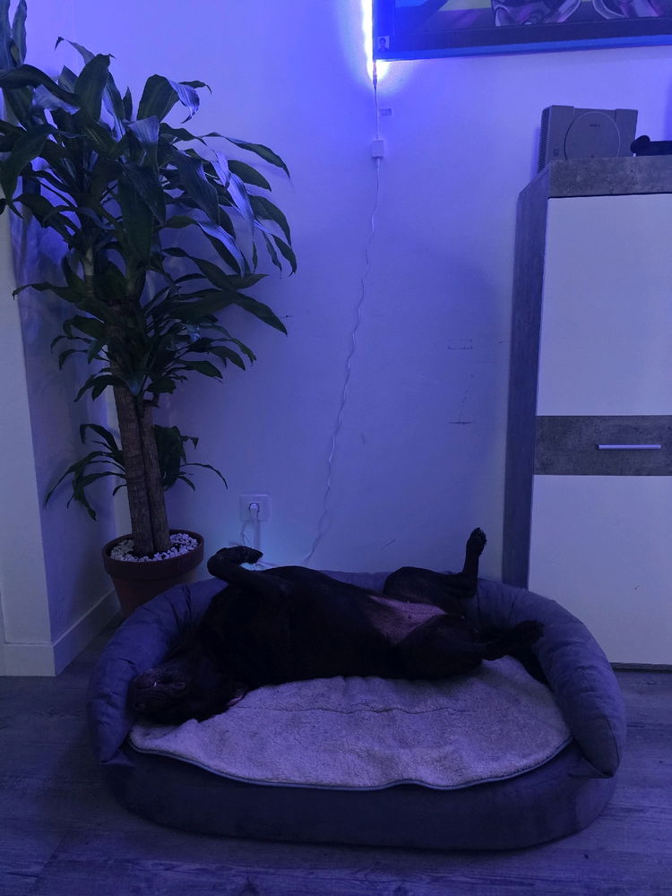 Mi luna en su nueva cama
