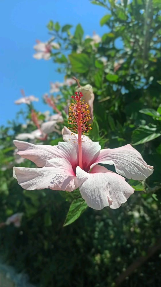 Natura
