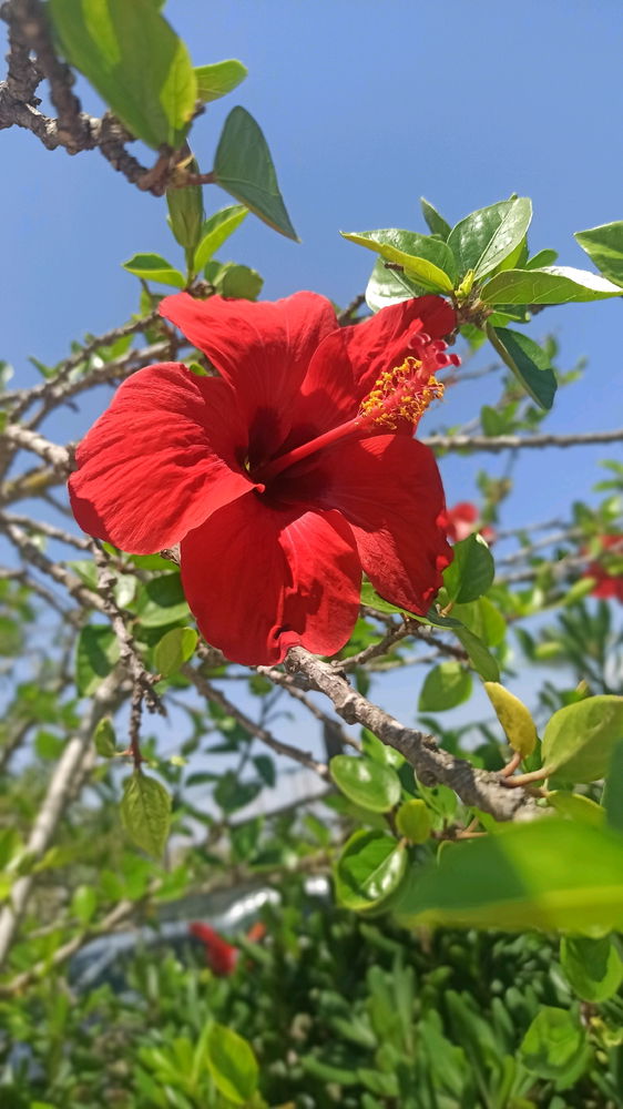 Natura