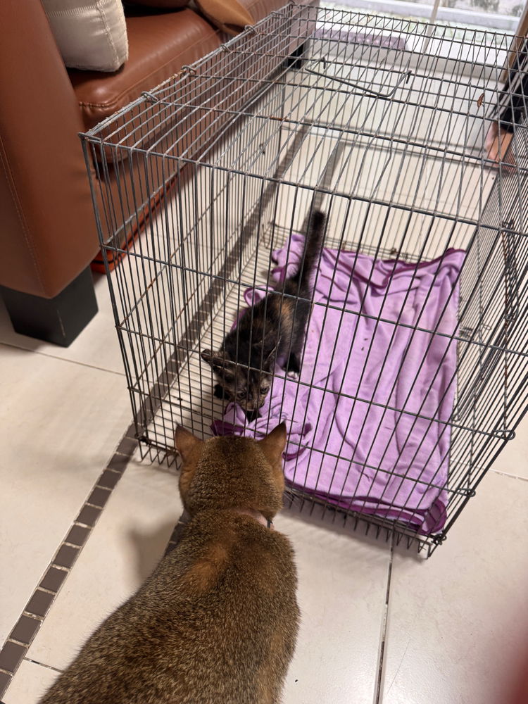 New cat vs. Old cat