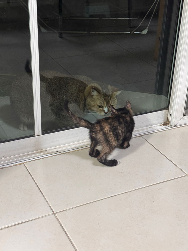 New cat vs. Old cat