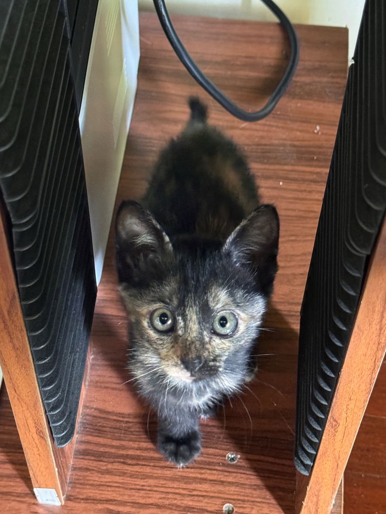 New cat vs. Old cat
