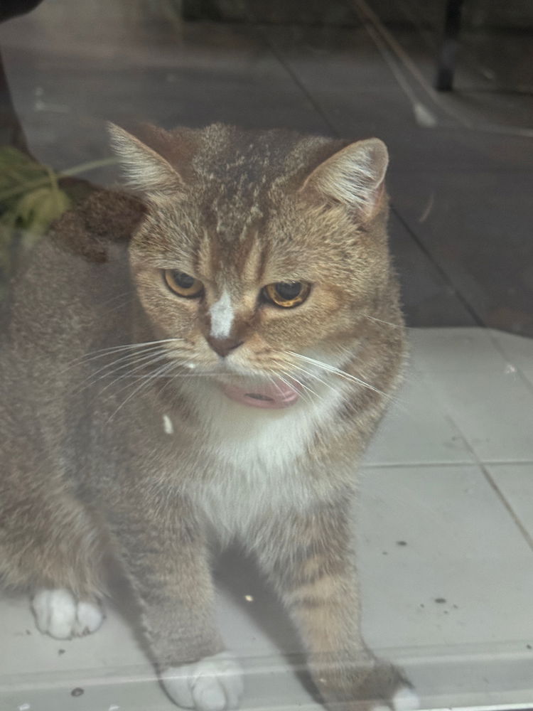 New cat vs. Old cat