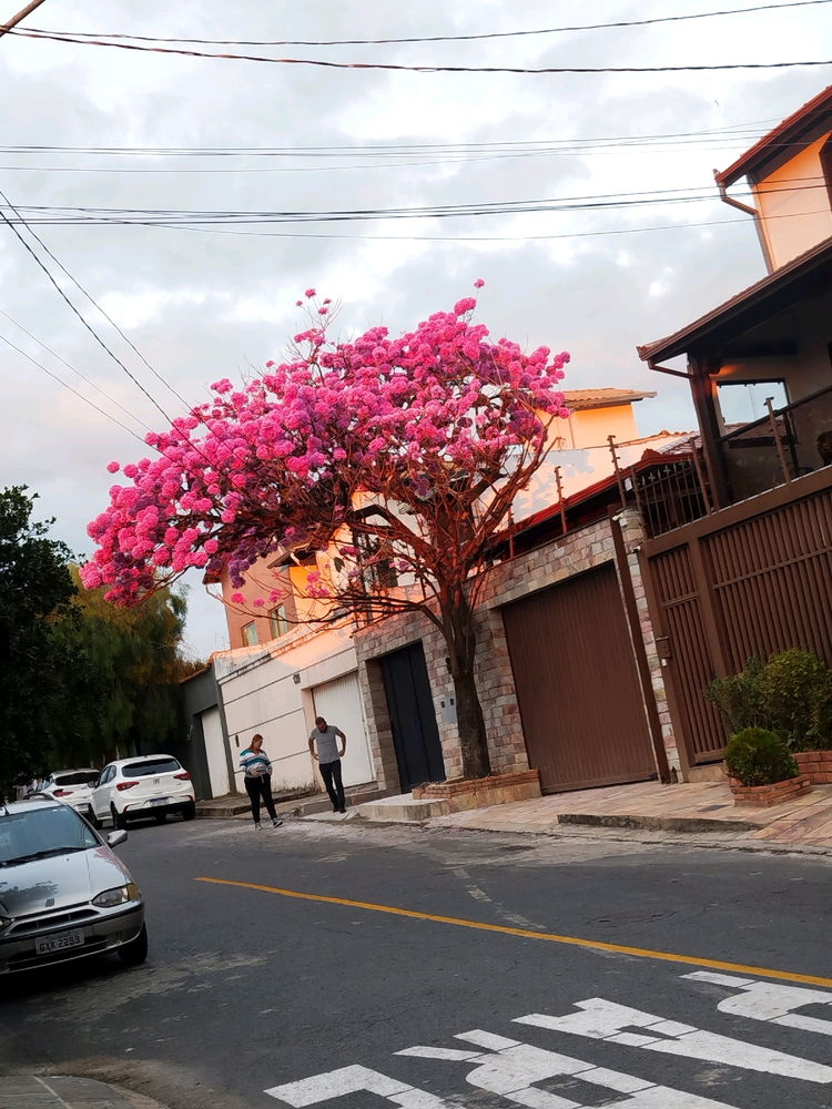 Uma tarde em Belo Horizonte 🌸