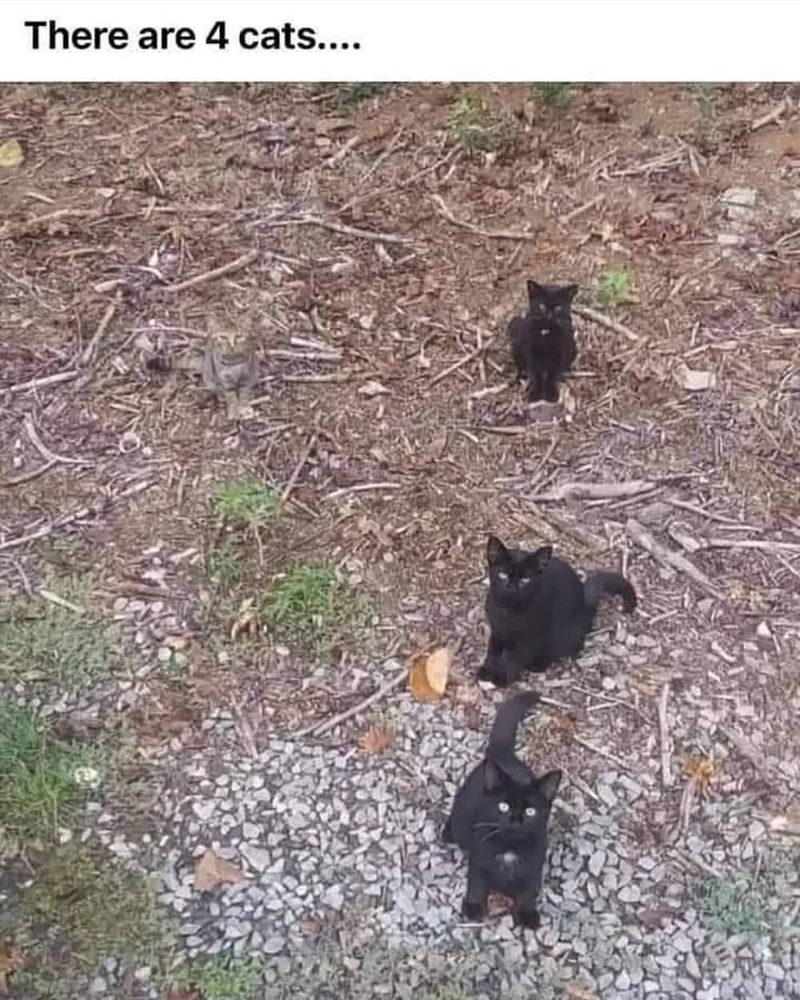 😸