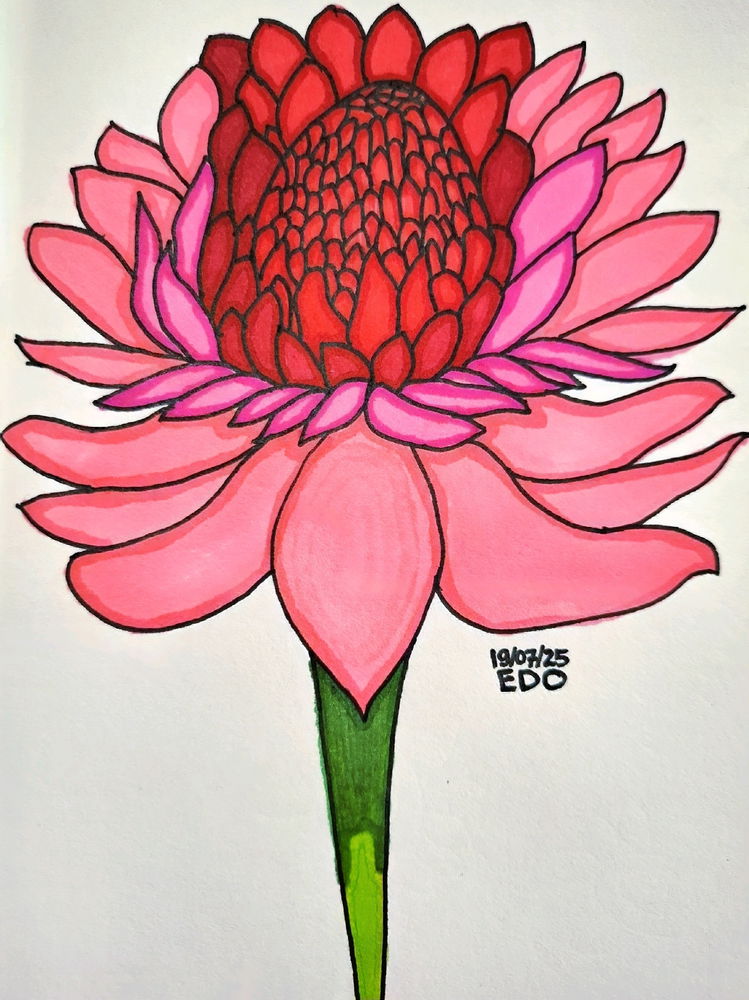Torch Ginger Flower