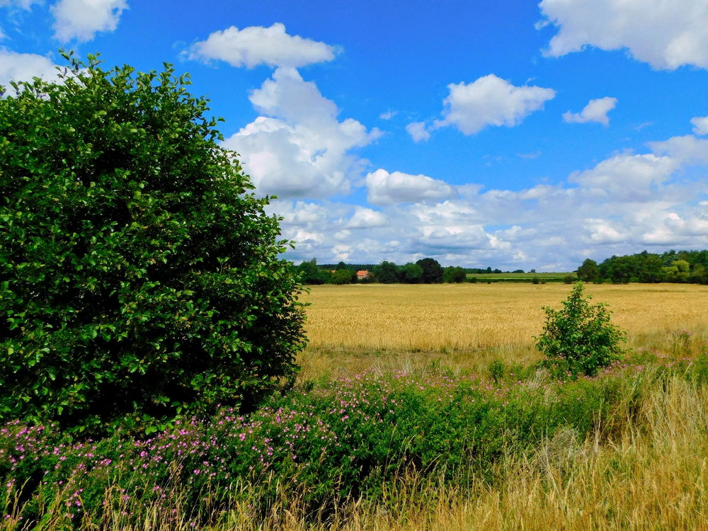 Local walks