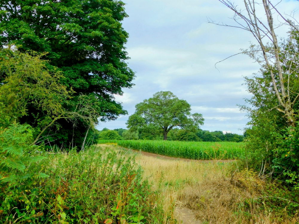 Local walks