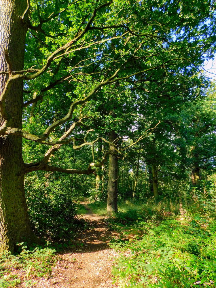Local walks