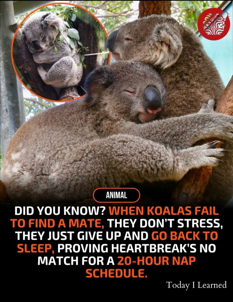 I'm just a sleepy girl 😴🐨