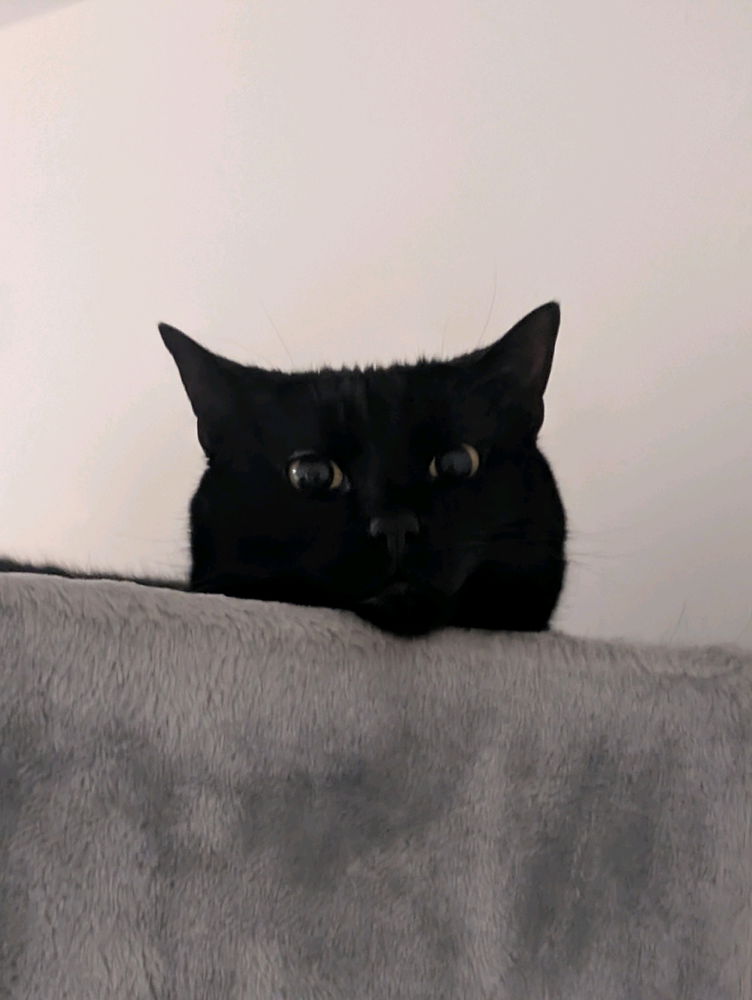 Void