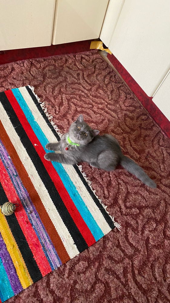 Yavruma kavuştummm🥹🫠🤩🫶🥳🐈