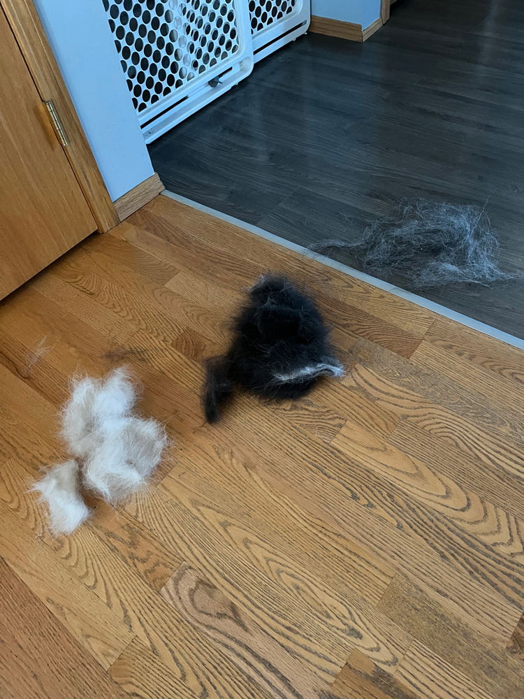 Joys of Huskies