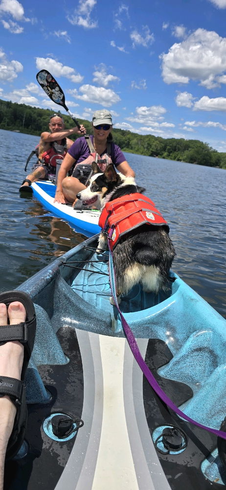 Meet the Kayak Corgi, Evie
