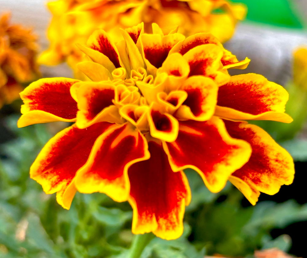 Incendiary Kiss
