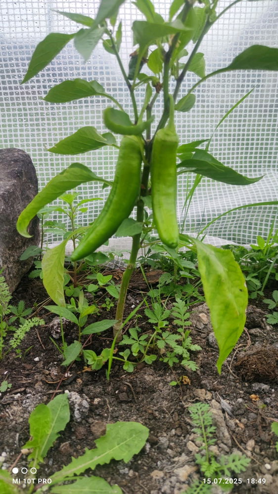 Sayuran🍅🌶️🫑