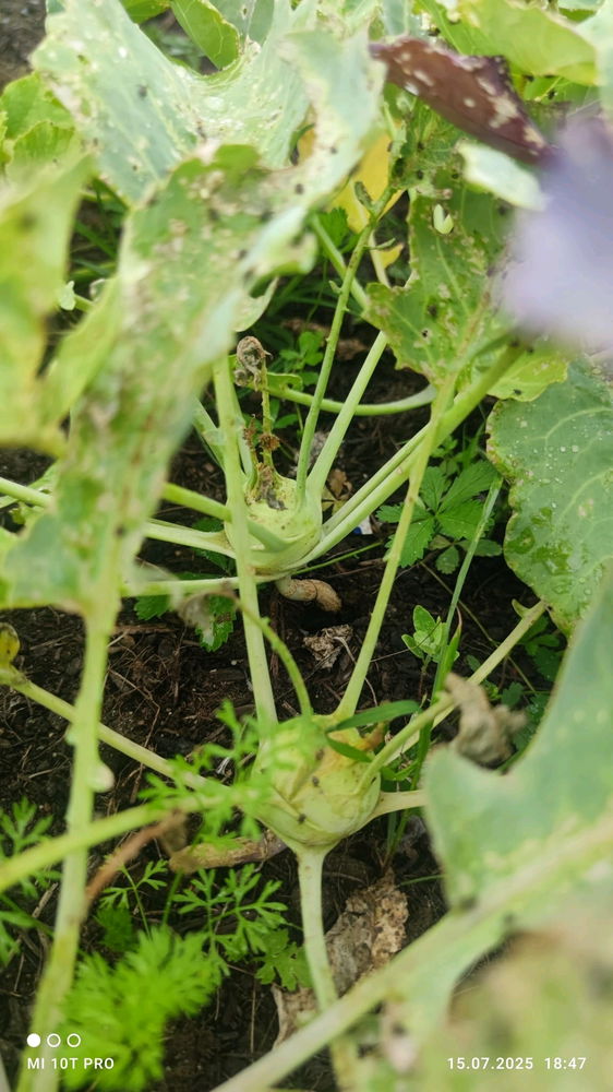 Sayuran🍅🌶️🫑