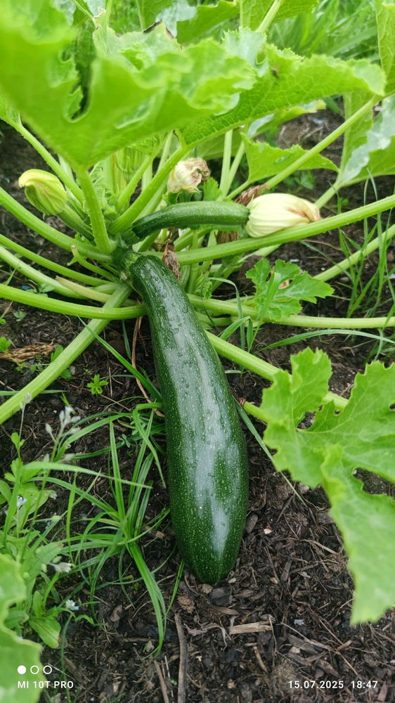 Sayuran🍅🌶️🫑