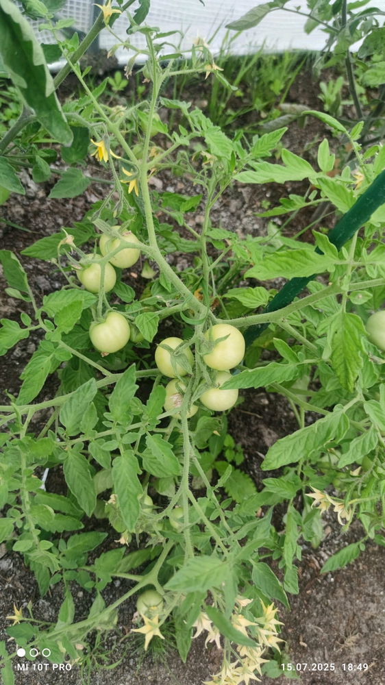 Sayuran🍅🌶️🫑