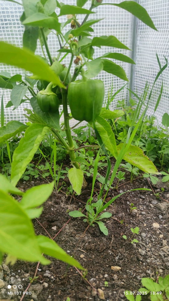 Sayuran🍅🌶️🫑