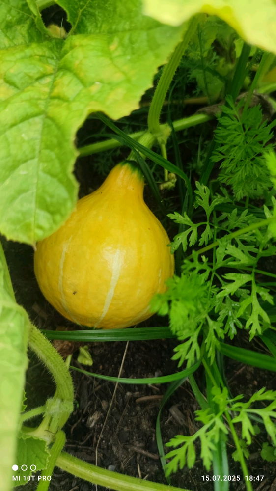 Sayuran🍅🌶️🫑