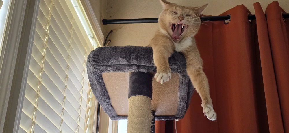 Stretchy Yawn