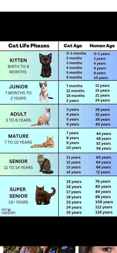 🙀