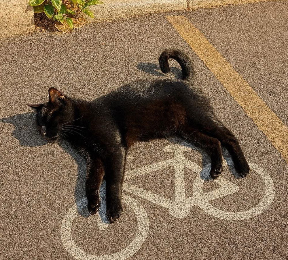 🚲