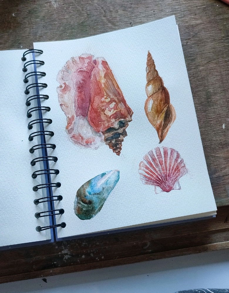 🐚