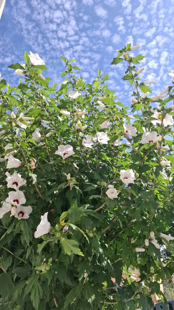 🌸
