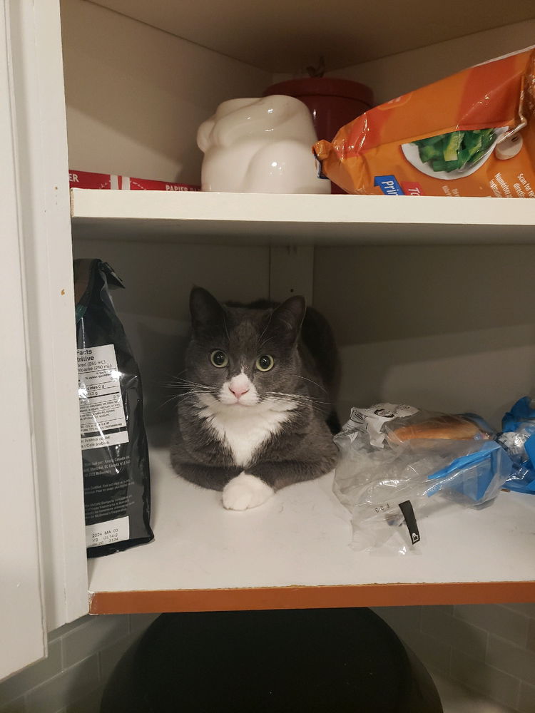 Loaf cat