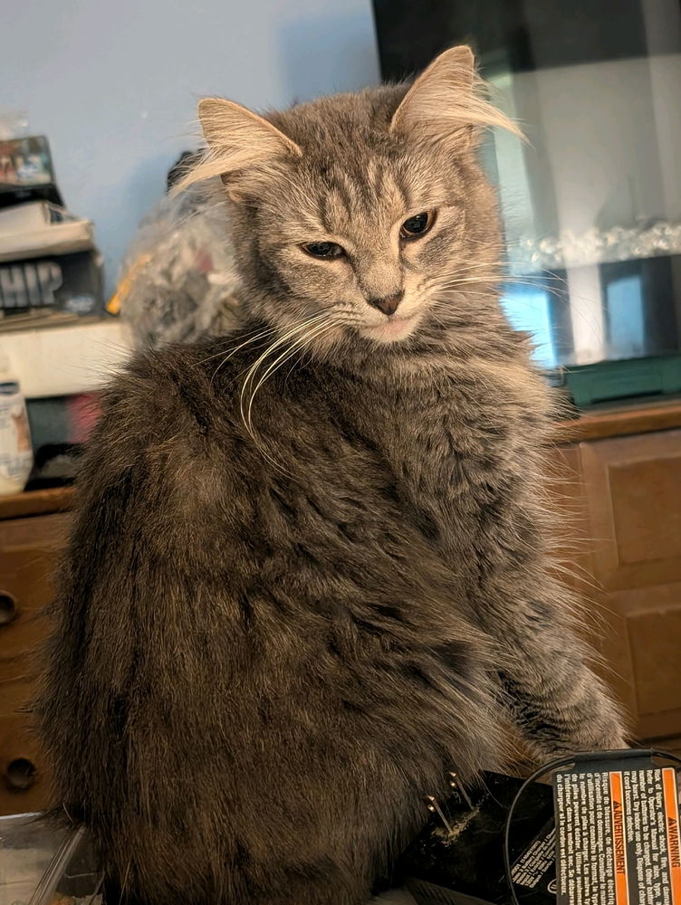 Kitty