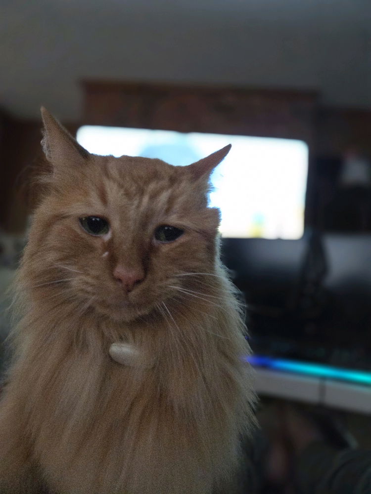 kitty