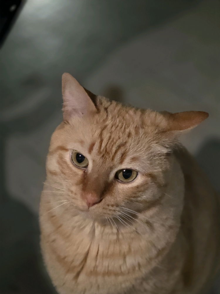kitty